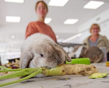 Animaux de compagnie acceptés en résidence seniors